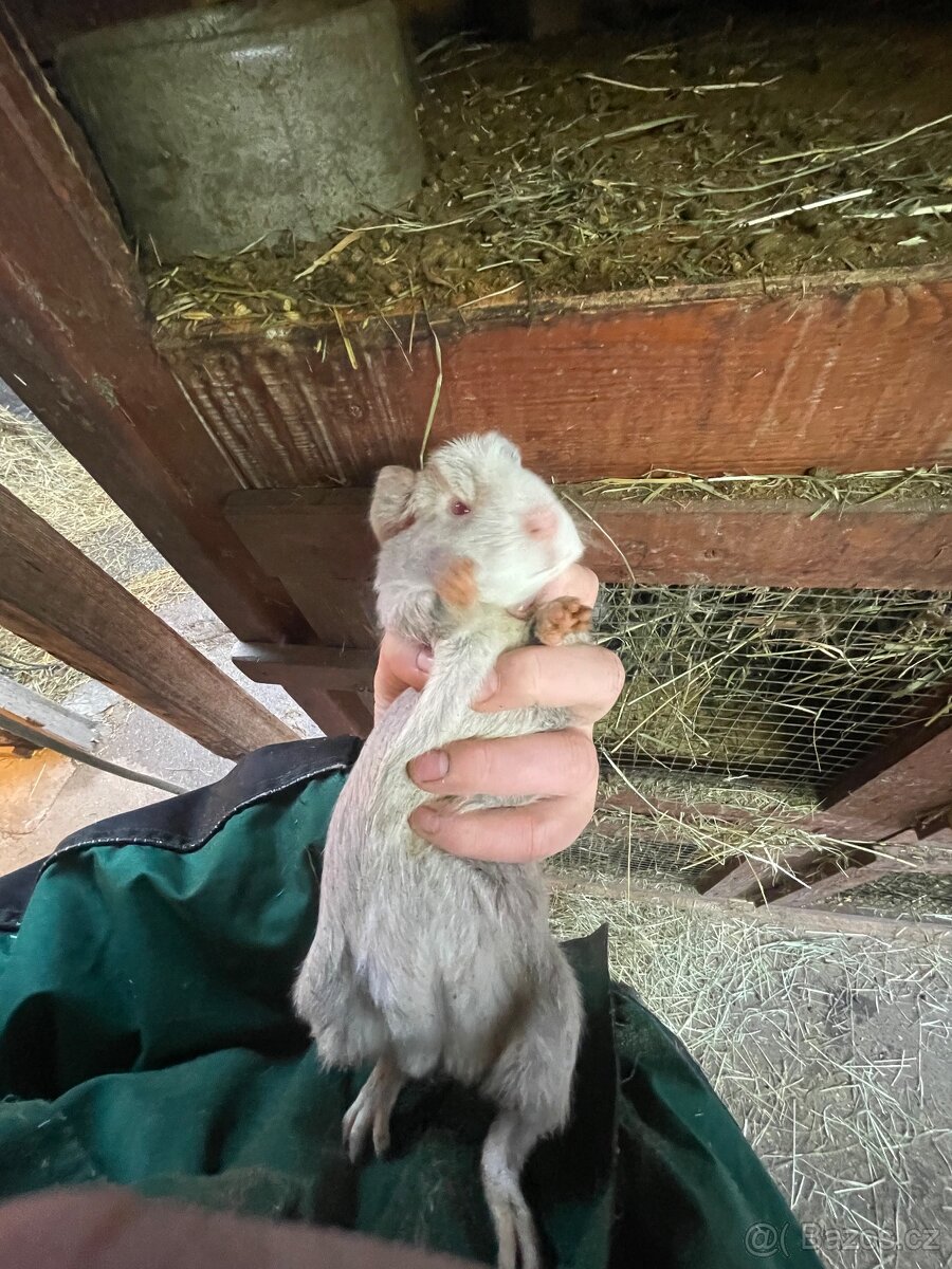 Cuy morčata - 5