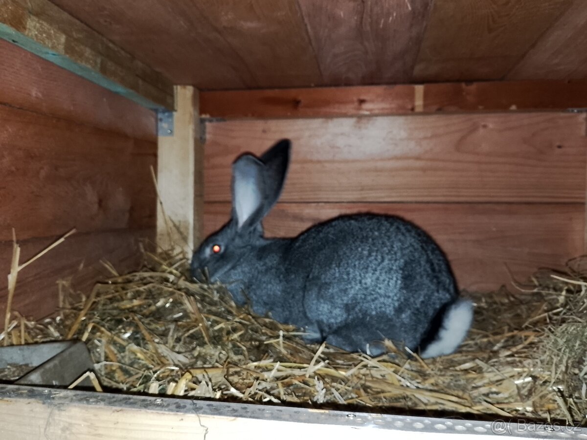 Belgický obr čin - 5