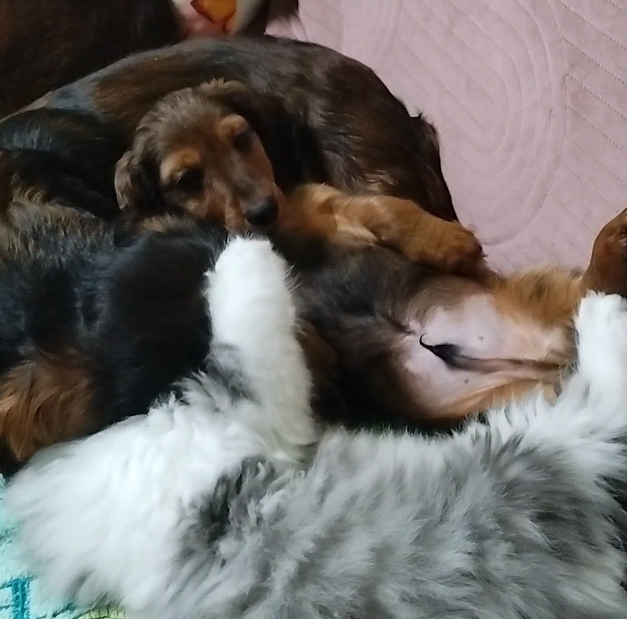 Jezevčík dlouhosrstý trpasličí - 5