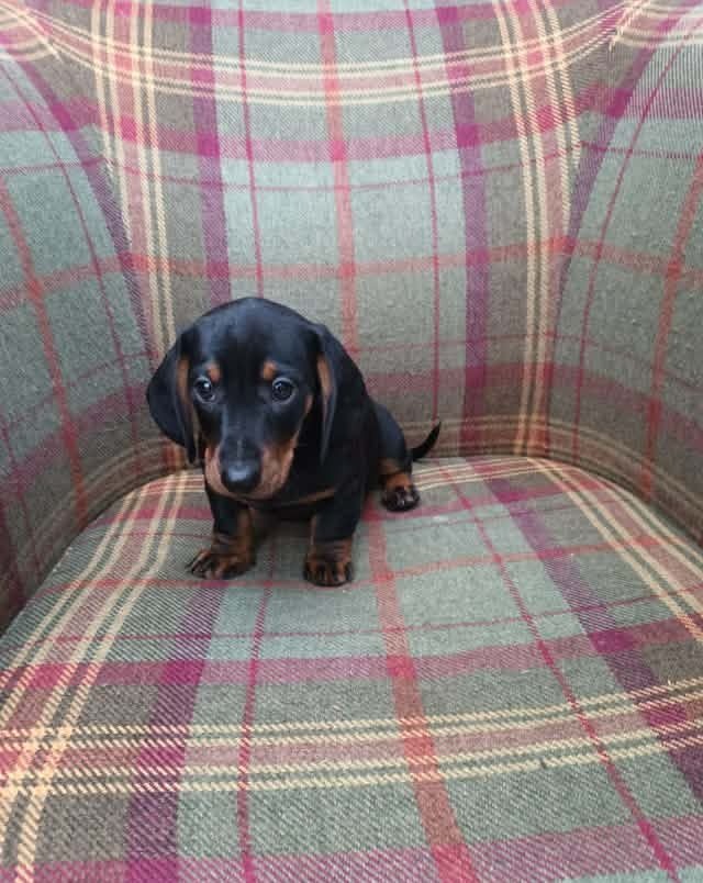 Trpasličí jezevčík - 5