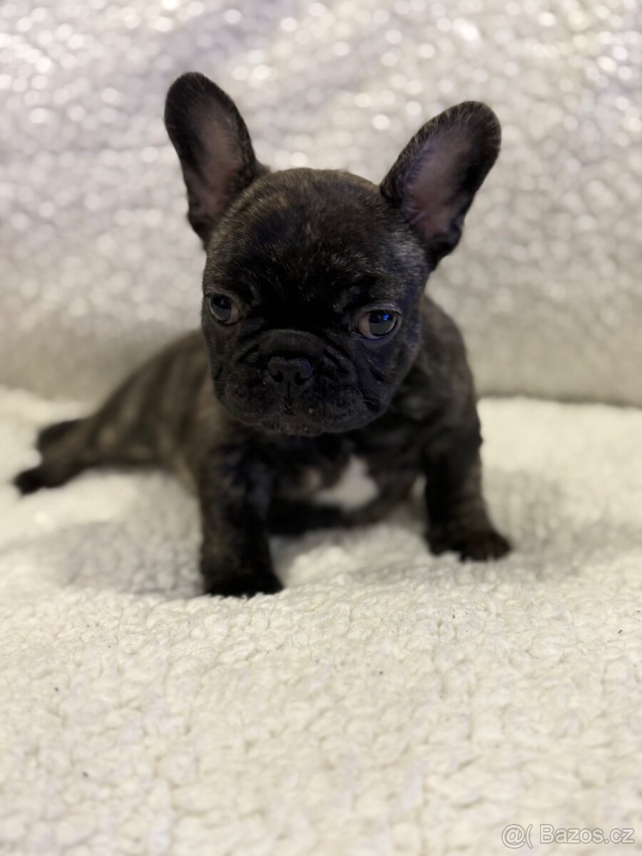 Francouzský buldoček štěňátko s PP - 5
