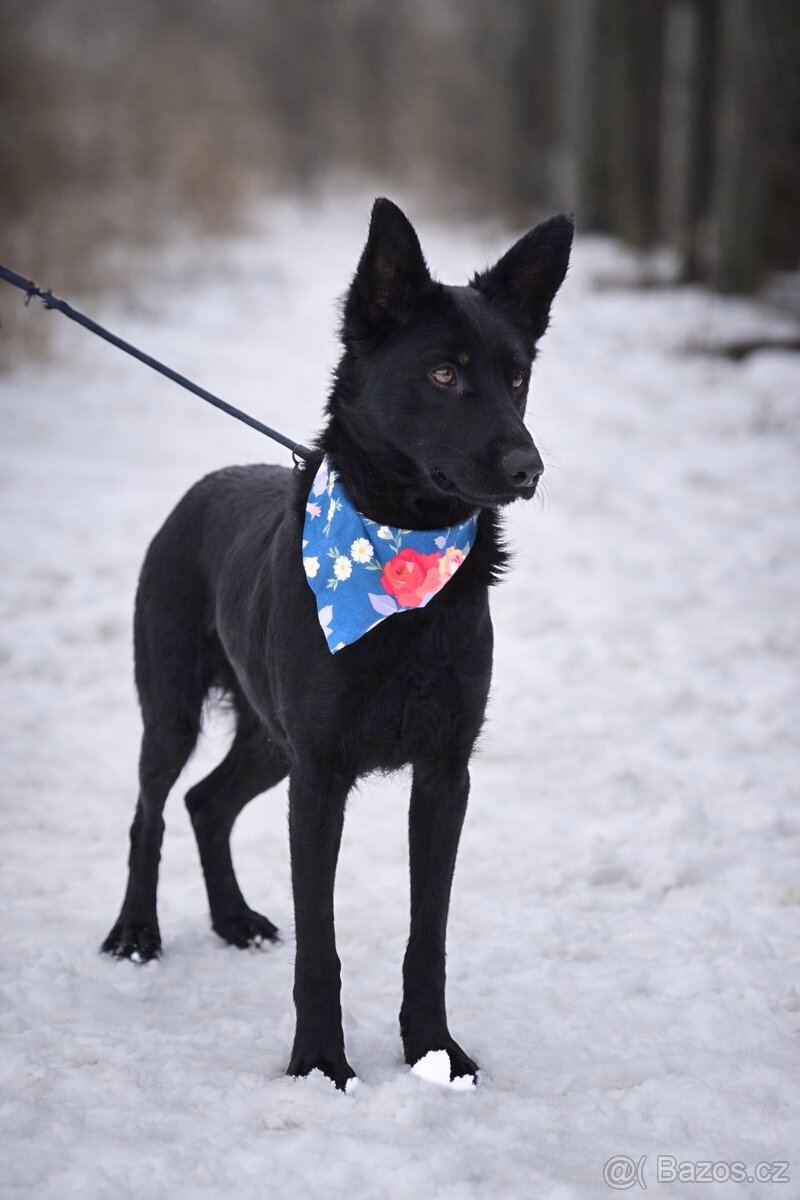 Serena hledá domov - 5