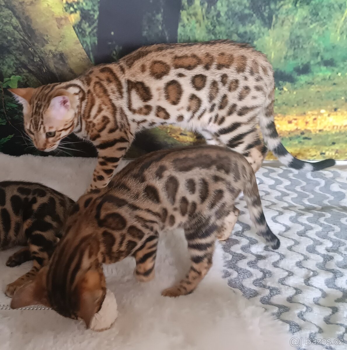 Bengálský kocourek - 5