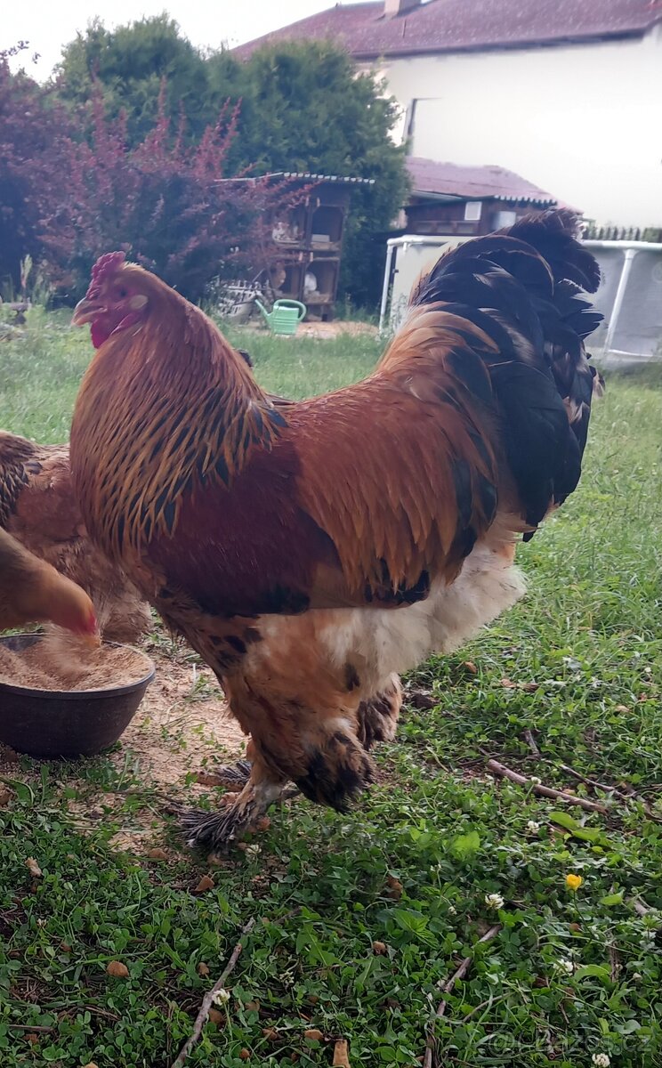 Brahmánka Velká - 5