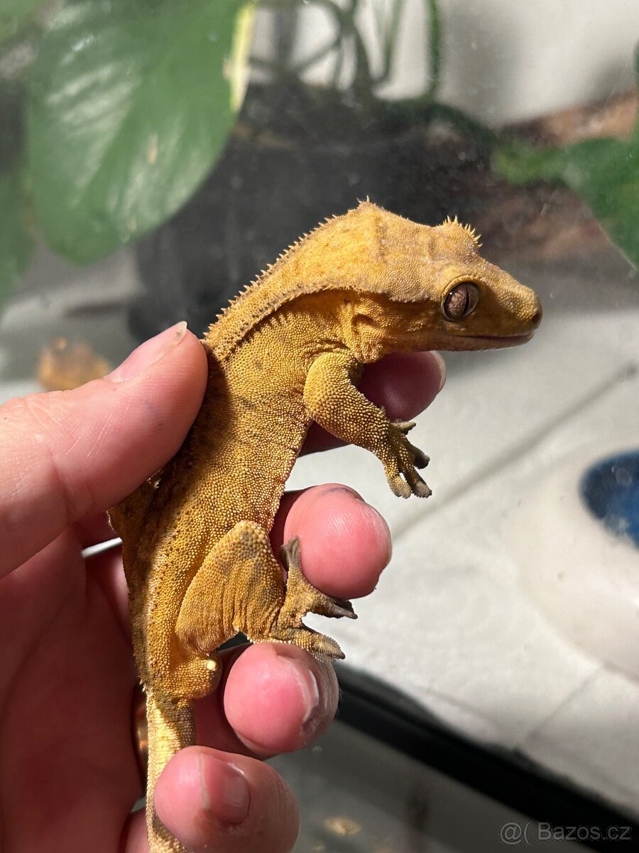 Pagekon řasnatý - 5