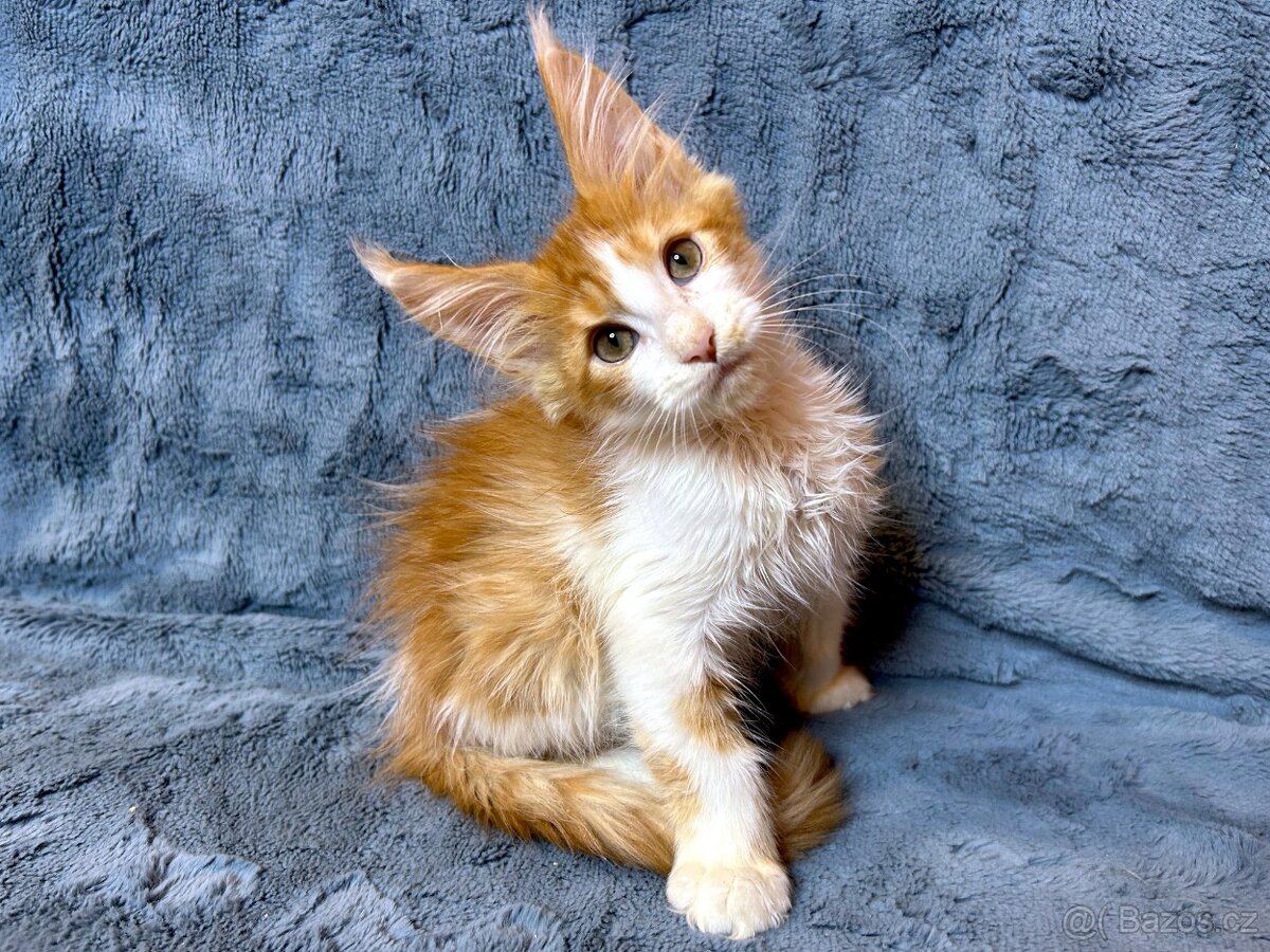 Mainská mývalí - kocourek (PP) - 5