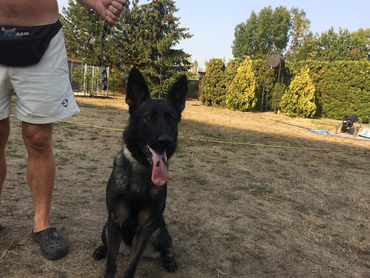 Německý ovčák štěńata celočerná a vlkošedá - 5