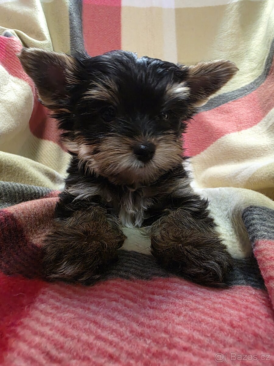 Jorkšířský teriér s PP - 5