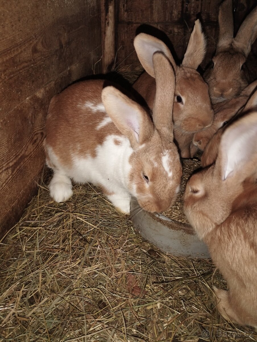 Mladí králíci na chov - 5