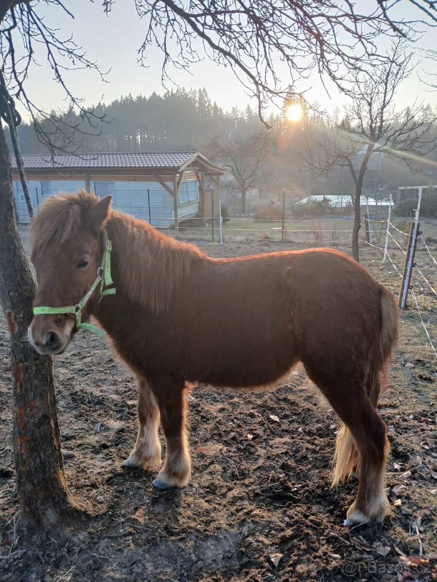 Nabízím dva hřebečky Shetland pony - 5