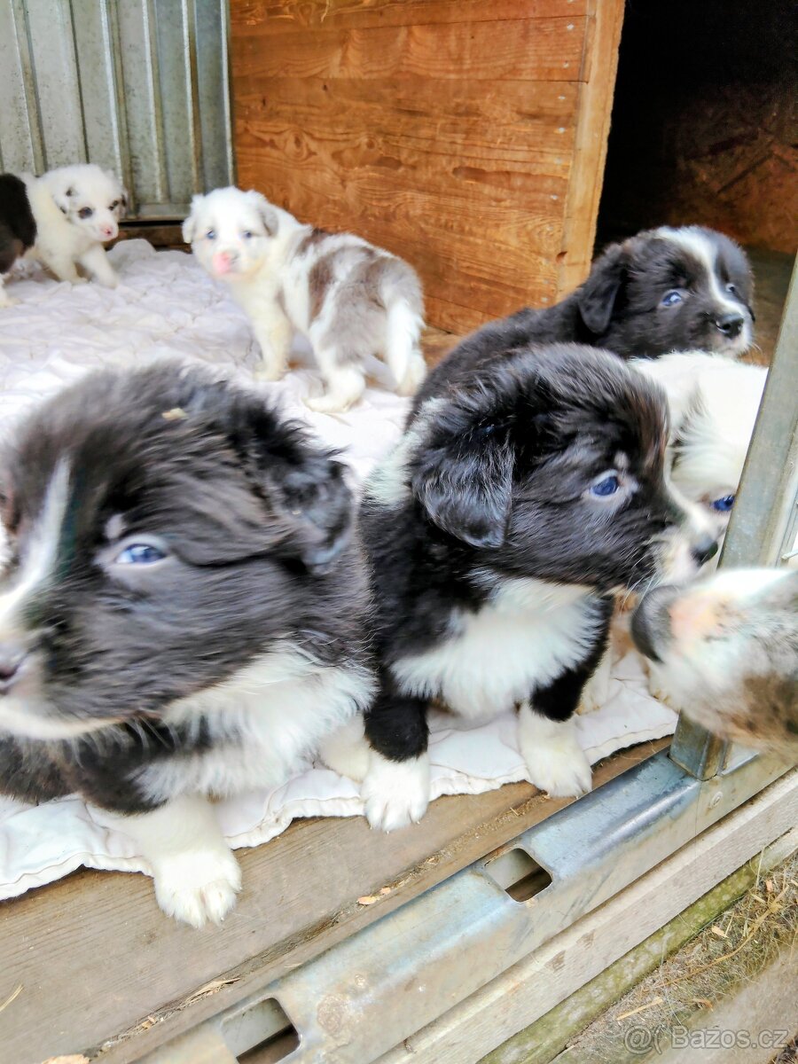 Štěňata border kolie - 5