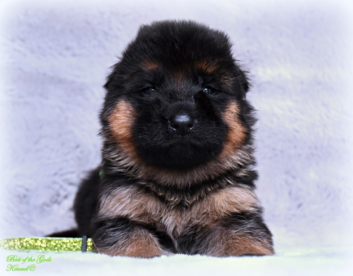 Německý Ovčák - štěňata - 5