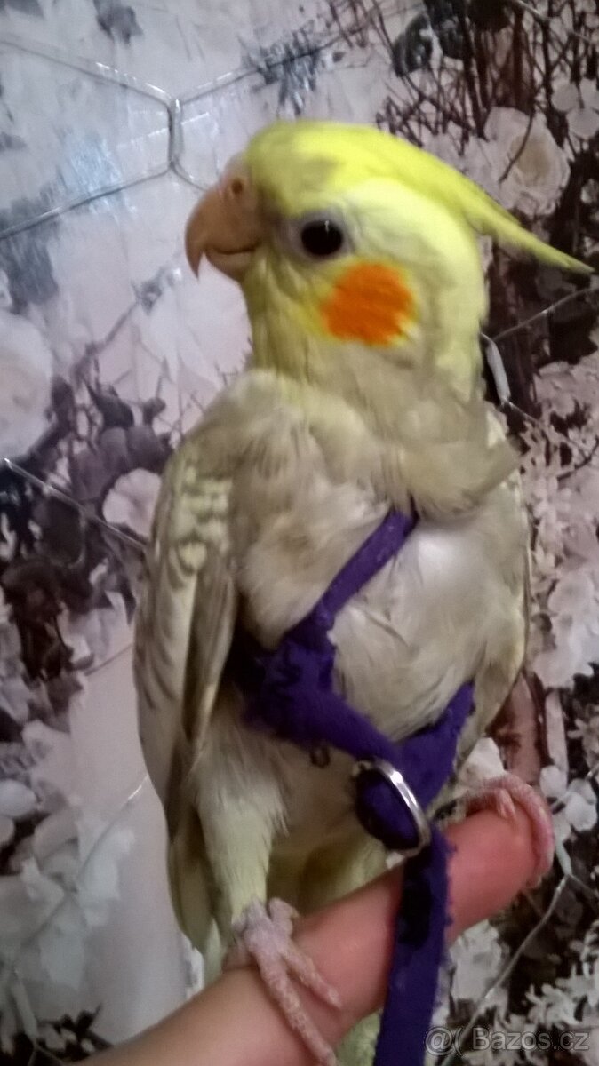 KORELA RUCNE DOKRMENA UCENA NA KSIRKY s testy DNA - 5