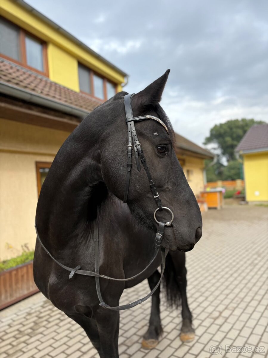 Fríský kůň - 5