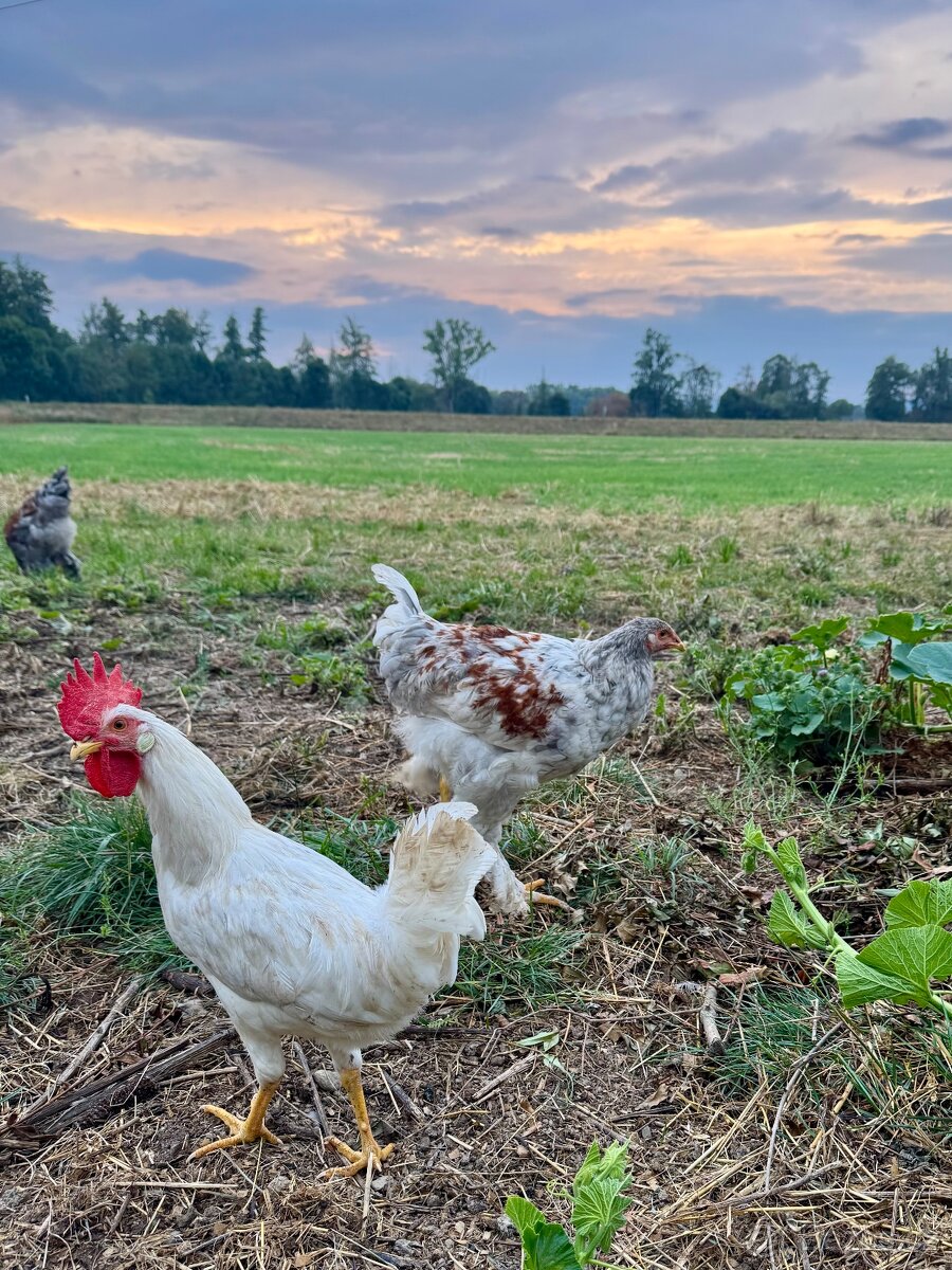 Kohouti do chovu - 5