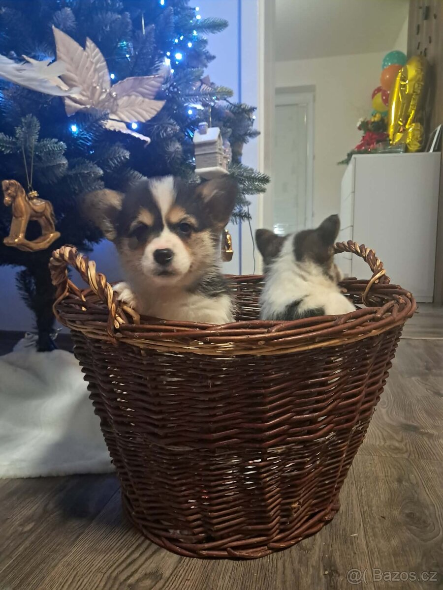 Welsh corgi Pembroke - 5