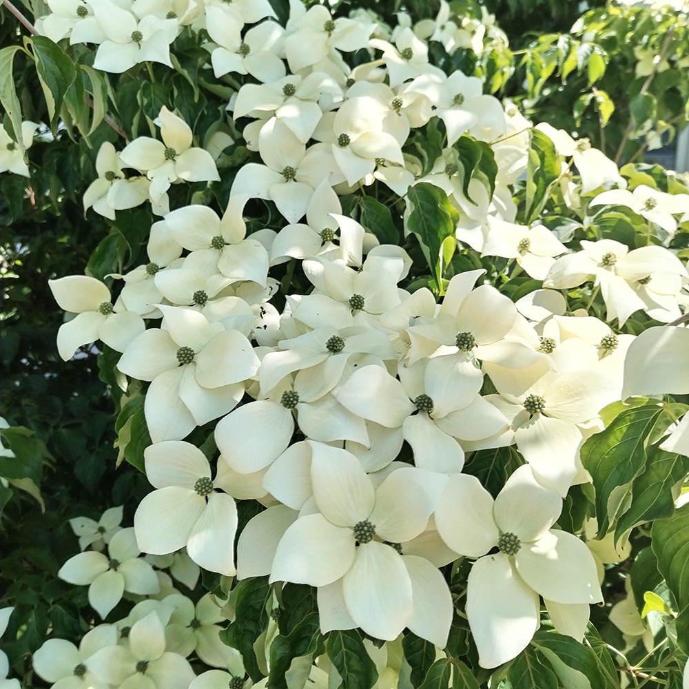 Dřín japonský "Chinensis" 120-130cm - 5