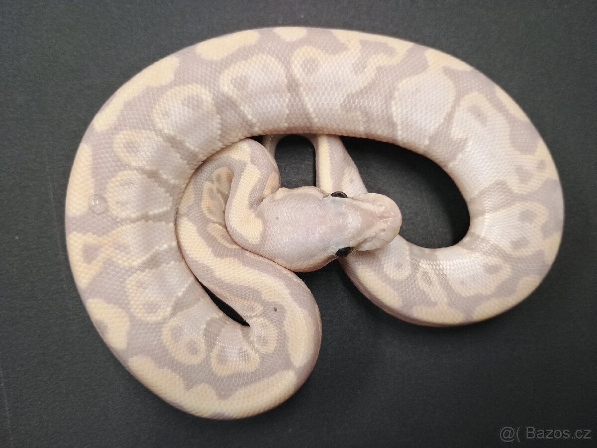 Krajta královská -mláďata 2025 - 5