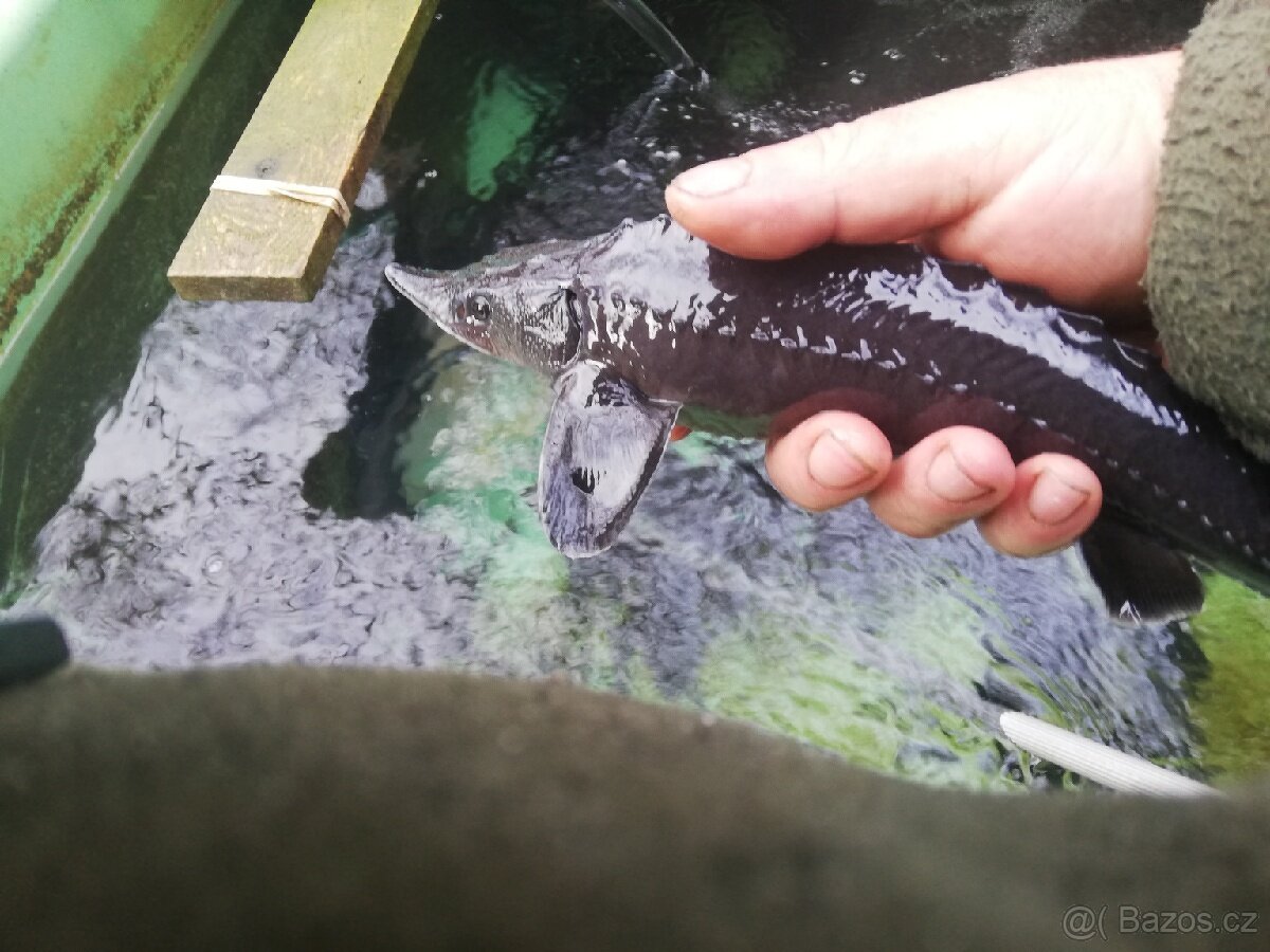 Nasada jesetera sibiřského - 5