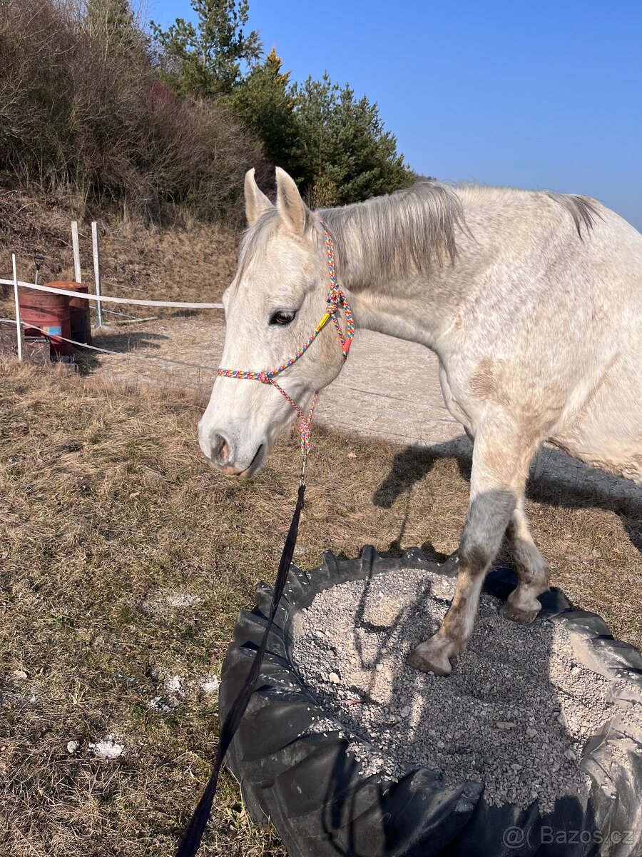 Prodám valacha qh - 5