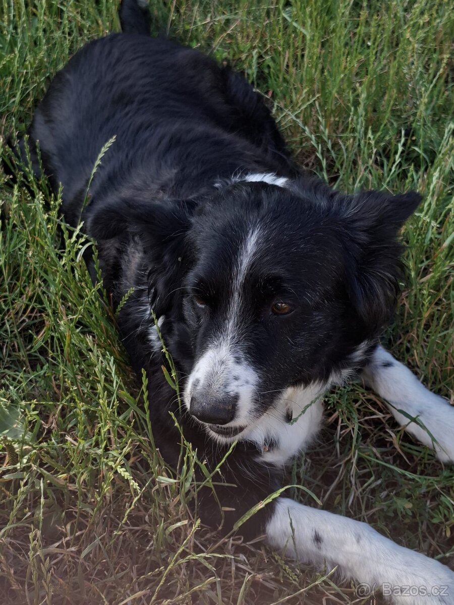 Border kolie - 5