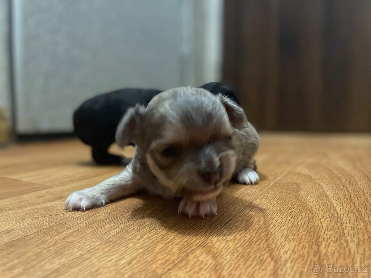 Dlouhosrstá čivava - 5