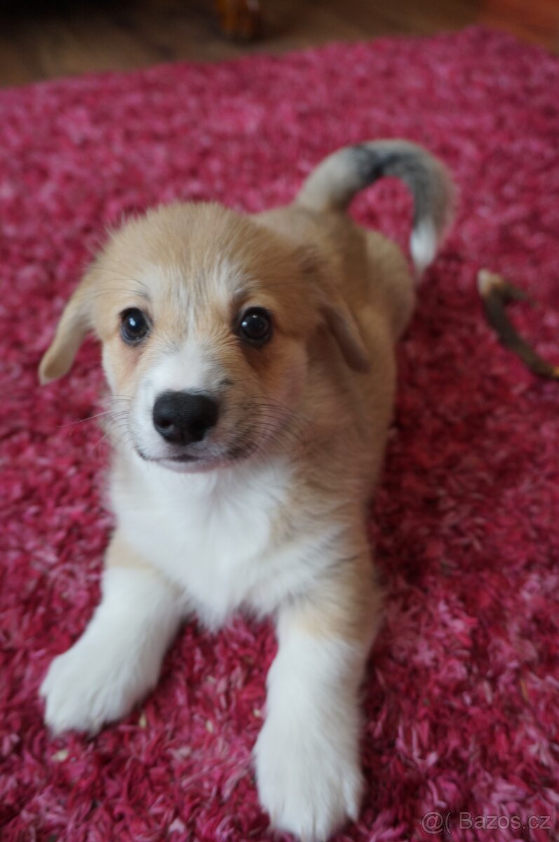 Welsh Corgi Pembroke - 5