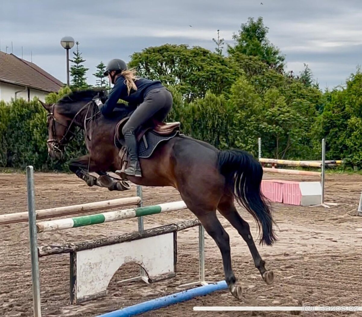 Skokově nadaná klisna po Chico´s Boy - 5