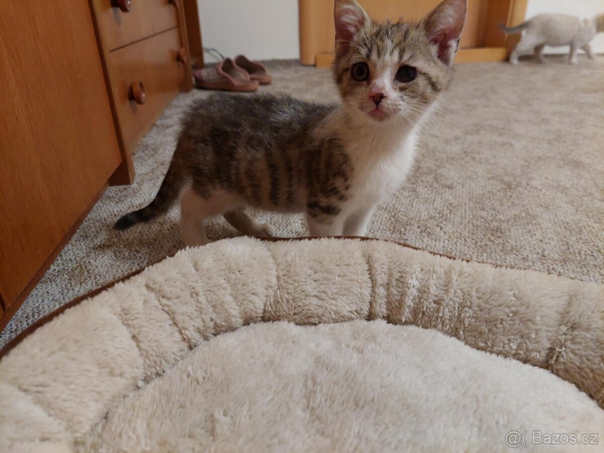 Hravé koťátka - 5