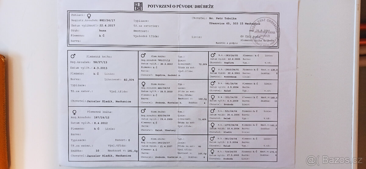 Husa česká - chovná s PP - 5
