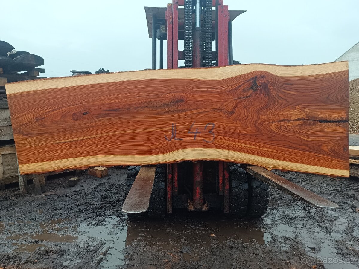 Jilm horský ,,stolové desky,, - 5