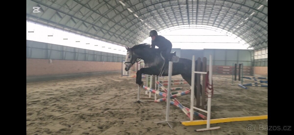 4letá klisna po Cornet de lux - 5