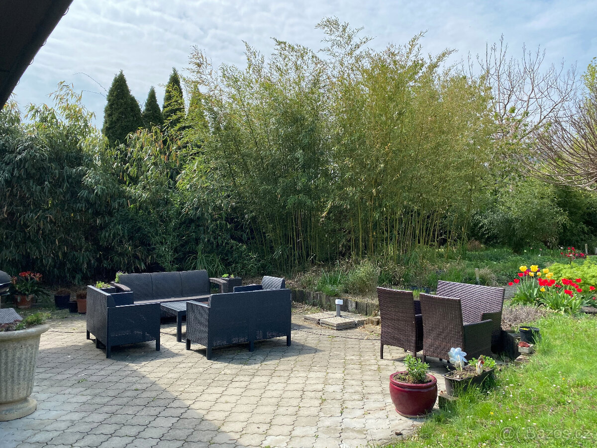 bambusy - podzimní výsadba - 5