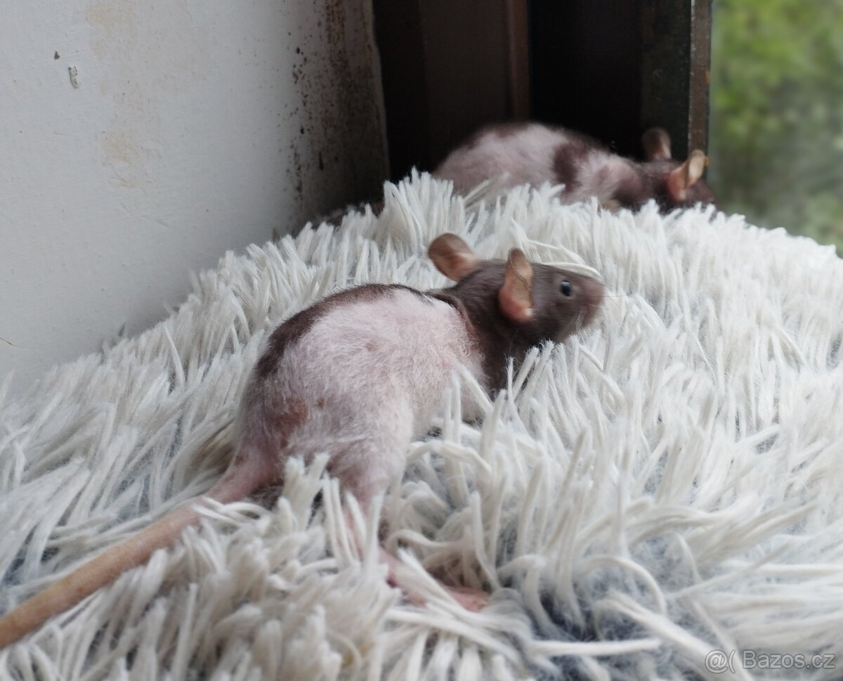 Fuzz potkánci - 5
