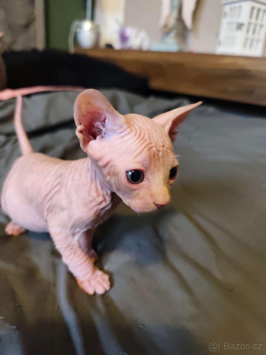 Kanadský sphynx - 5