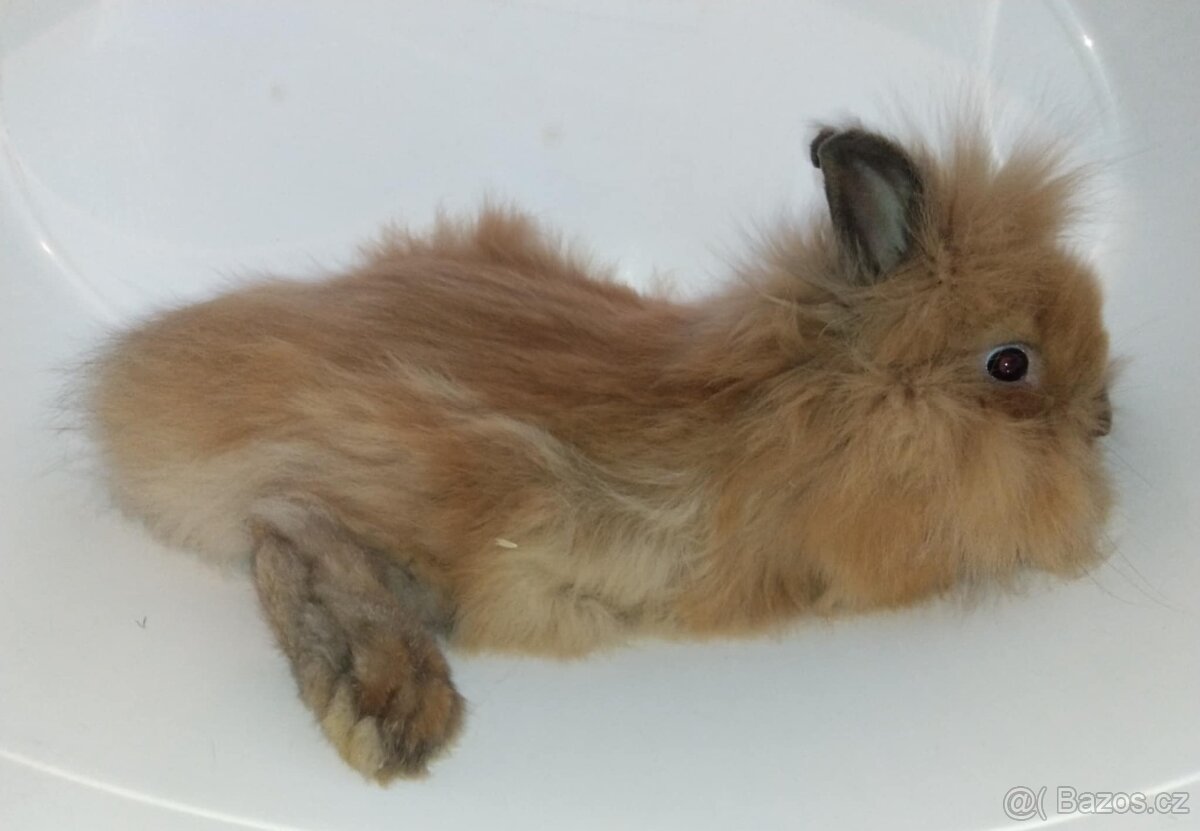 Zakrslý králíček bez PP sameček Frony - 5