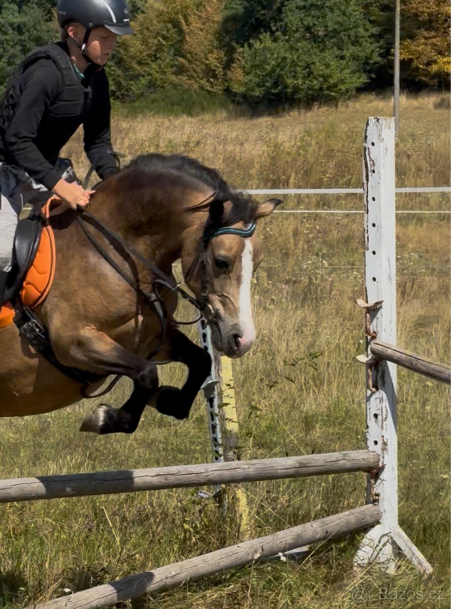 Krásná WMP kobyla pro malé děti - 5