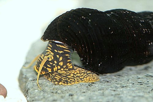 Šnek Tylomelania - 5