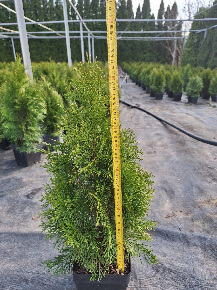 Thuje smaragd (tuje) - 5