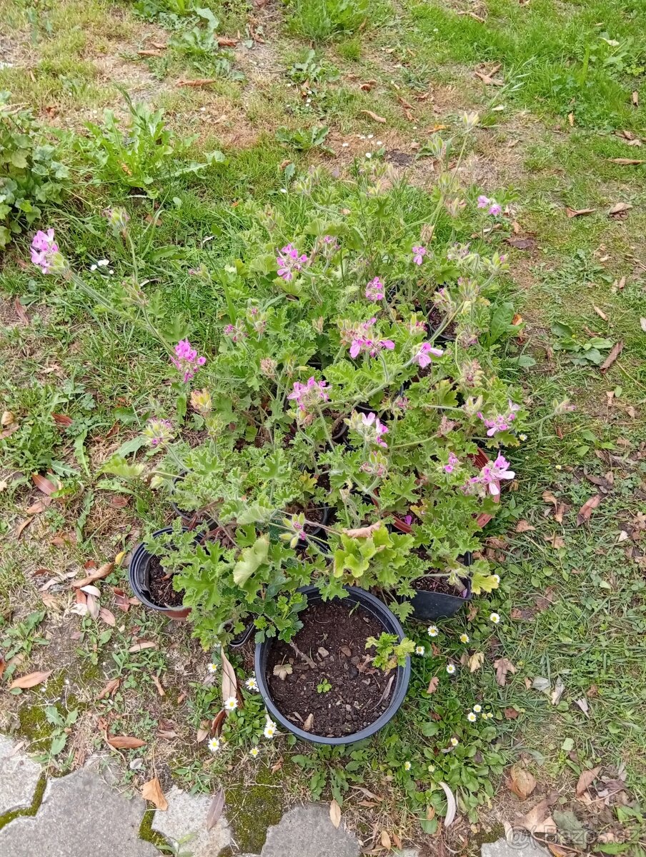 Ptačí zob na živé ploty,SAZENICE ROSTLIN - 5