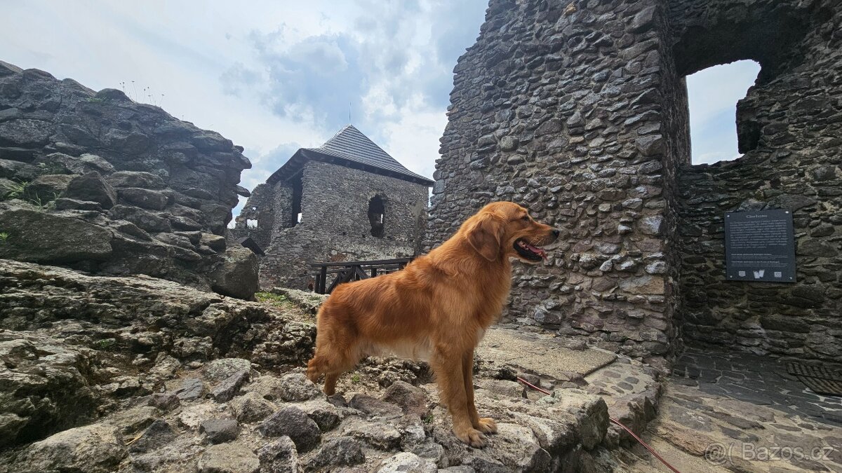 Krytí - Zlatý retrívr - 5