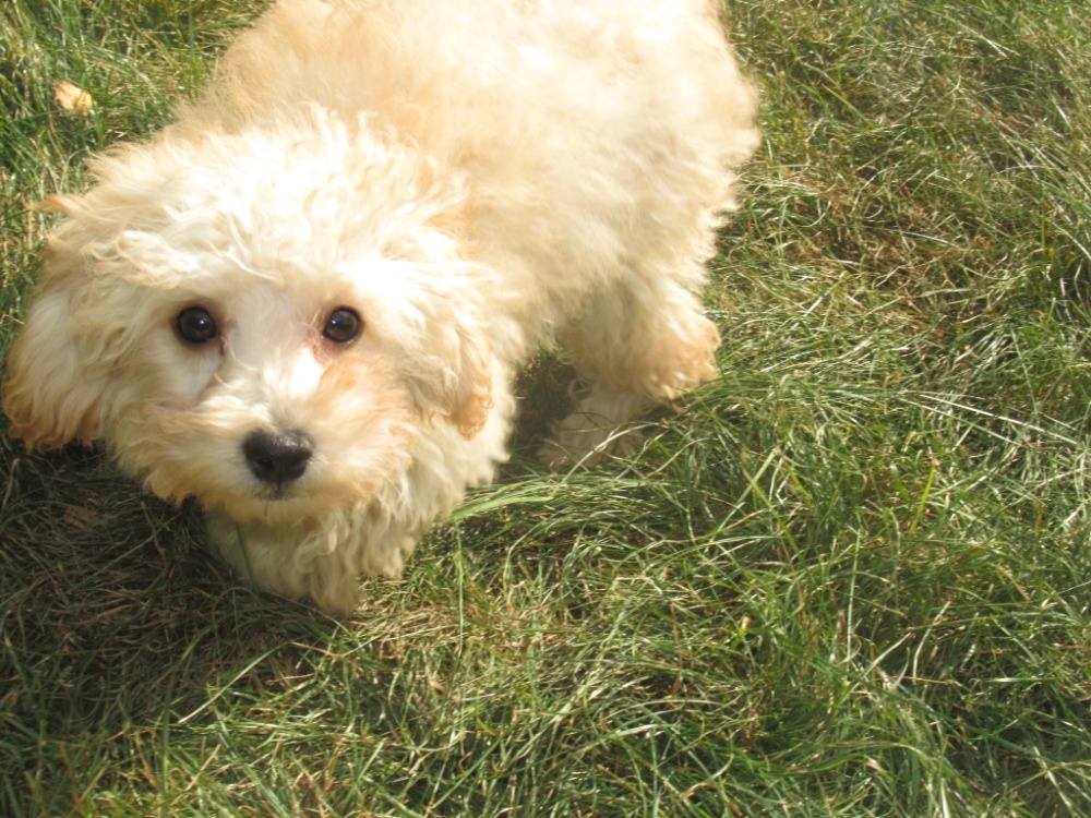 Maltipoo - 5