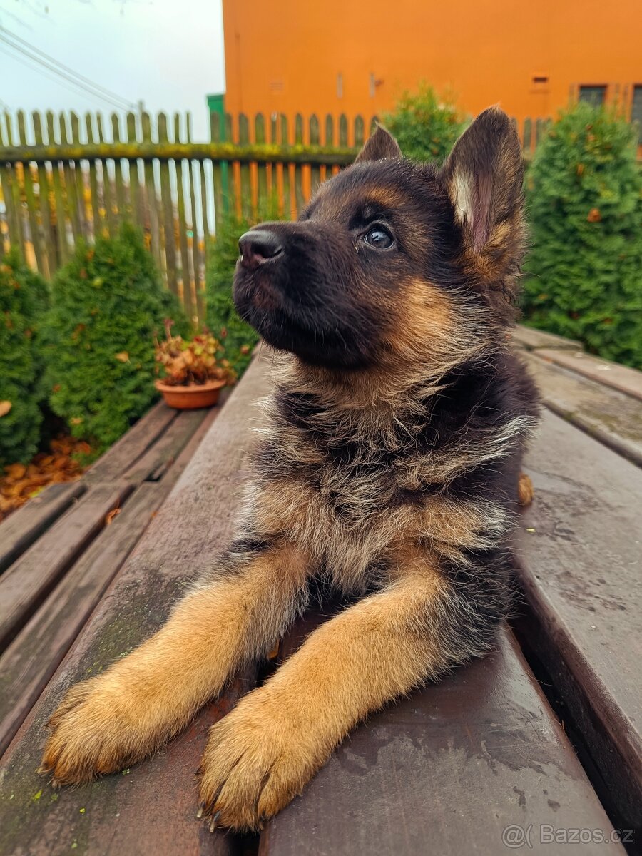 Německý ovčák s PP - 5