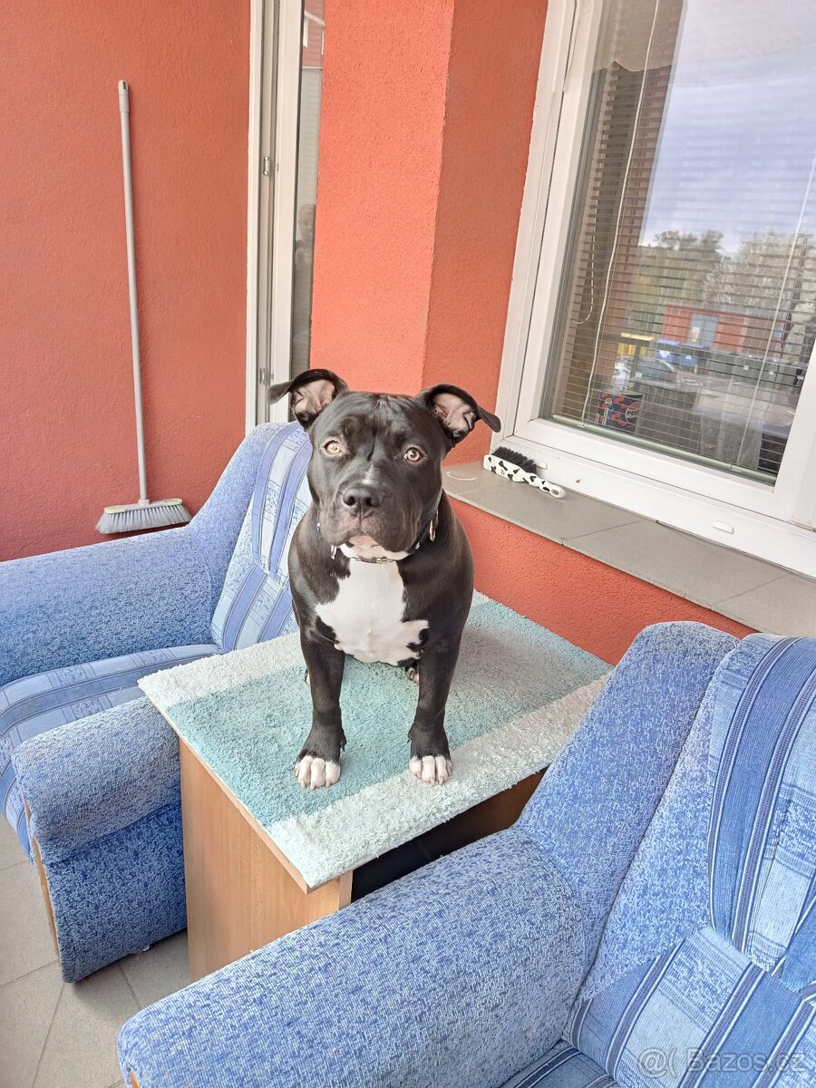 Prodám americký bul XL - 5