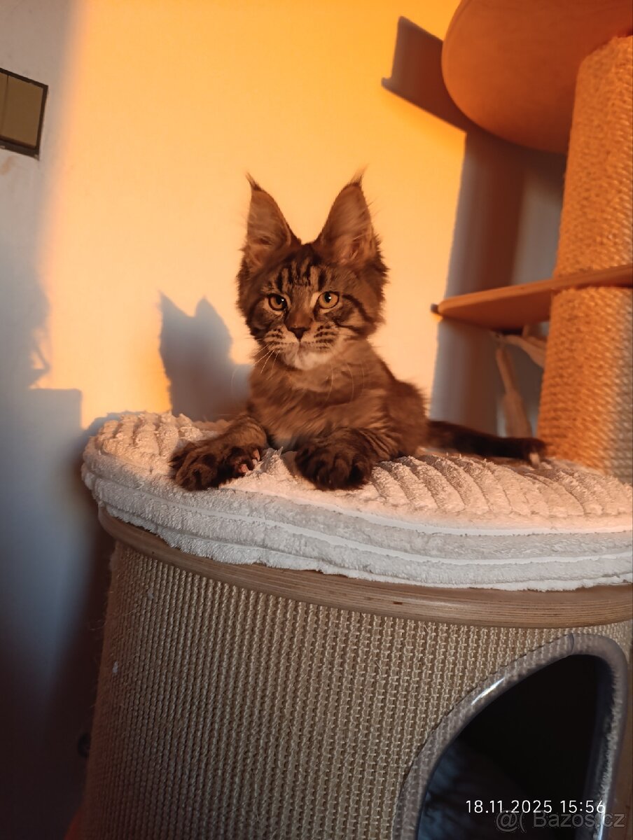 Mainská mývalí koťátka s PP - 5