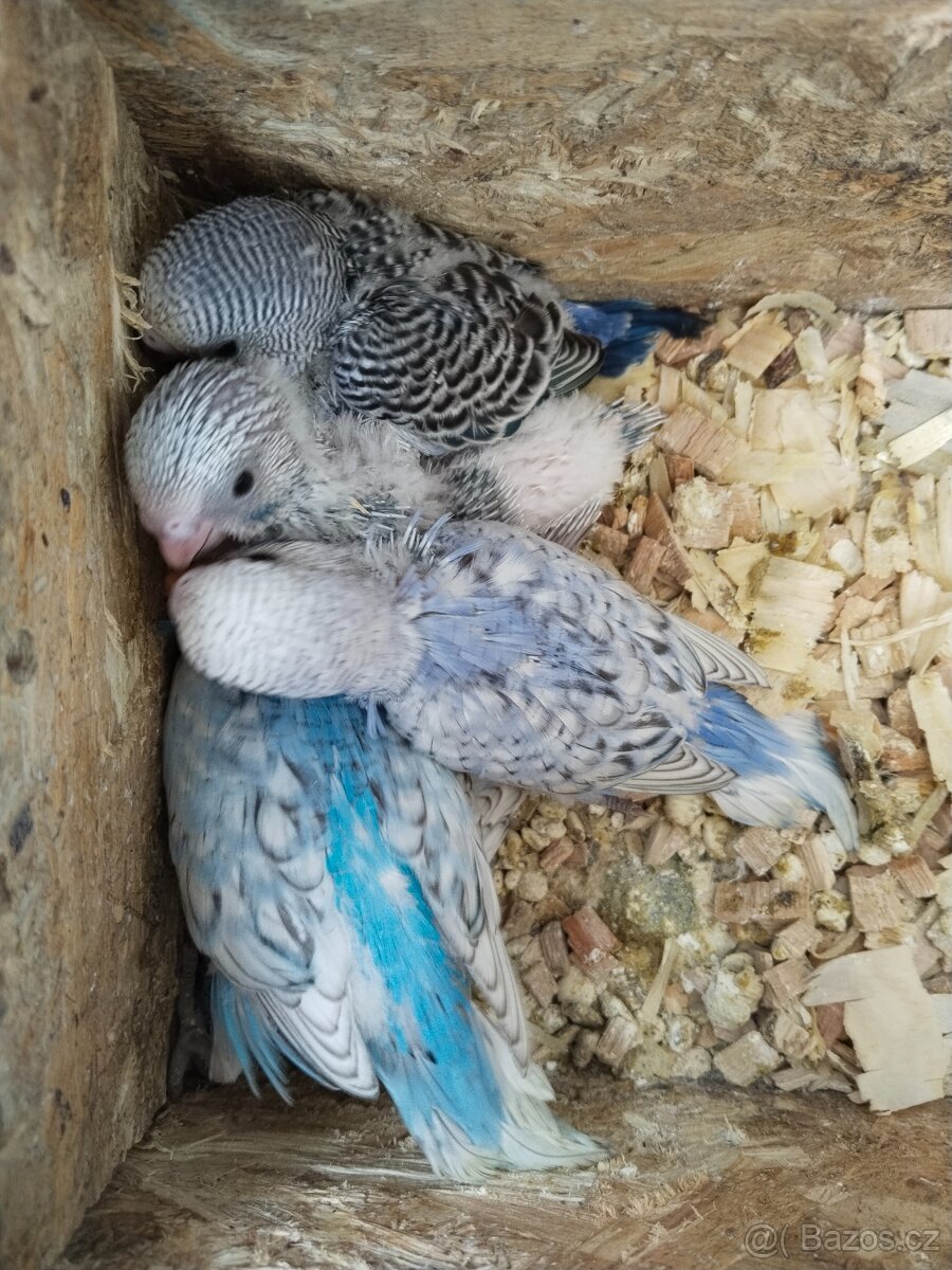 Kakariky,korela,andulka - 5