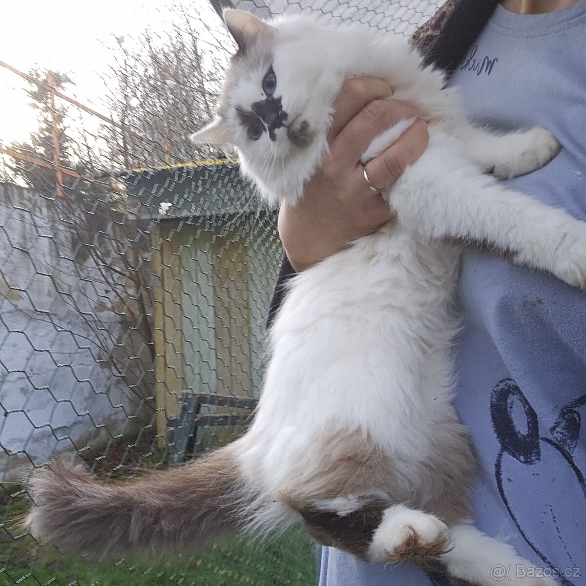 Sibiřská kočka něvská maškaráda - 5