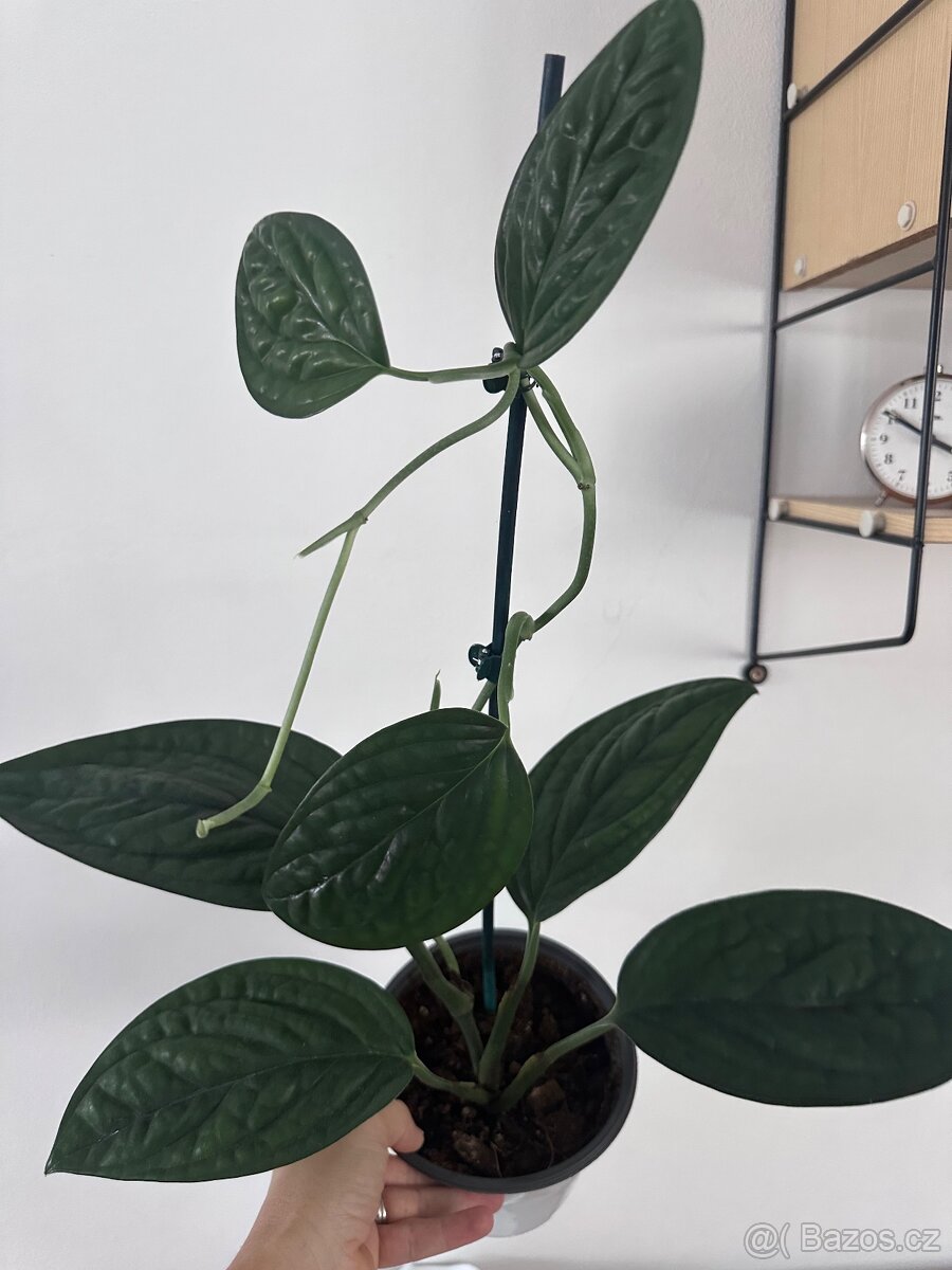 Monstera karstenianum 'Peru' - 5