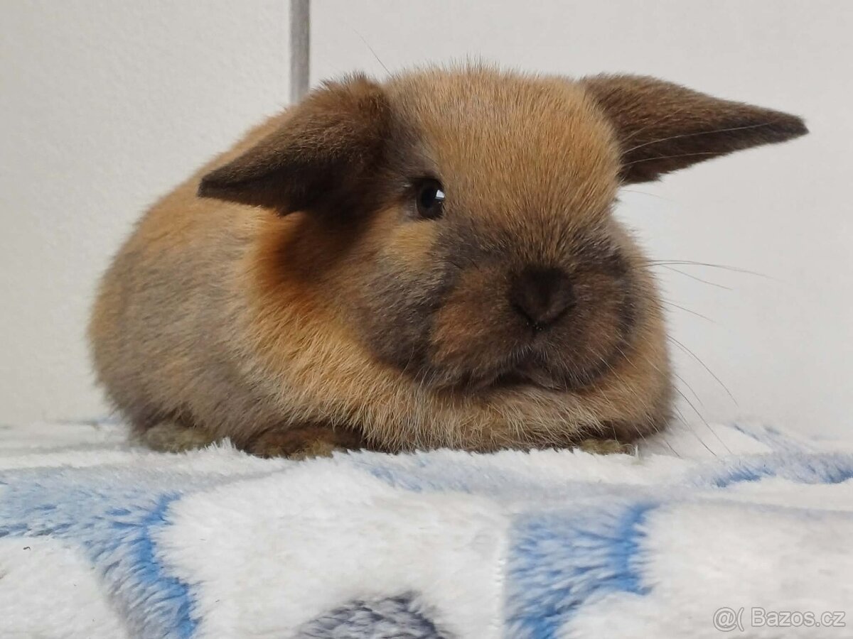 Minilop Samička Durynská - 5