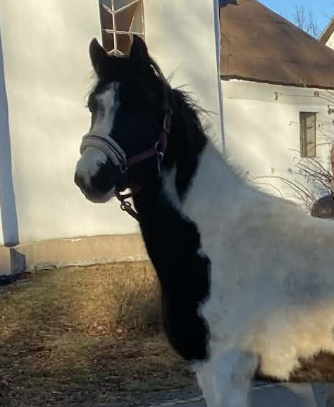 Nabízím k prodeji klisnu BAROCK PINTO - 5